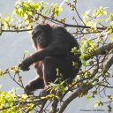 Endangered chimpanzee conservation